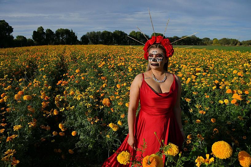 IMPULSAN LA PRODUCCIÓN Y VENTA DE FLOR DE CEMPASÚCHIL