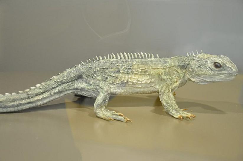 INAUGURAN MUESTRA REPTILES DEL PASADO Y PRESENTE EN ZIG ZAG 