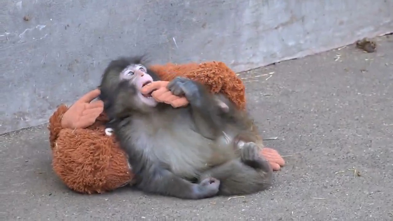 LA HISTORIA DE PUNCH: EL BEBÉ MACACO QUE ENCONTRÓ CONSUELO EN UN PELUCHE