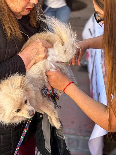INICIA JORNADA ESTATAL DE VACUNACIÓN CANINA Y FELINA 