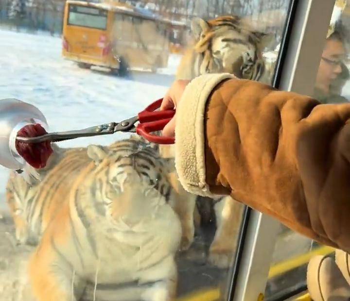 UN TIGRE SATISFECHO EN EL PARQUE DEL TIGRE SIBERIANO: ¿UN TURISTA EN EL MENÚ?