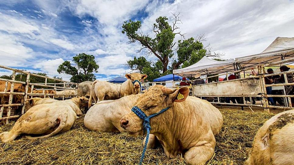 INICIA PRIMER EXPO FERIA REGIONAL AGROPECUARIA EN PÁNUCO