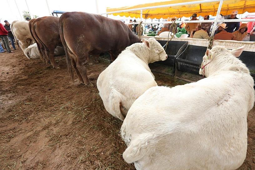 Invitan a primera Expo Feria Agropecuaria de 2025 en Sombrerete