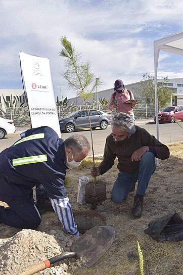 REFORESTAN BULEVAR DE MORELOS CON 500 ÁRBOLES