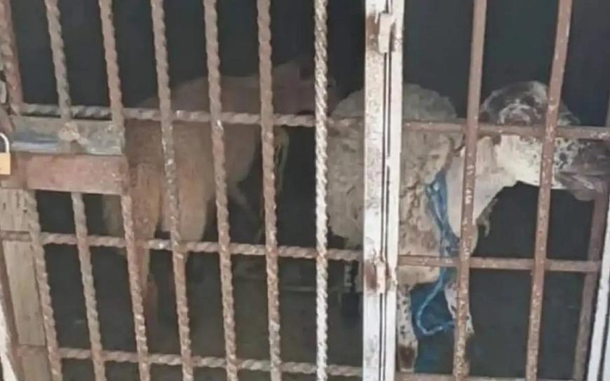 LIBERAN A DOS BORREGOS ENCARCELADOS EN OAXACA POR COMER PASTO DE UNA ESCUELA 