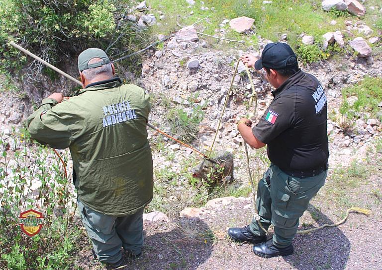 LIBERAN A UN JABALÍ EN ZACATECAS; ESTABA EN UN DOMICILIO