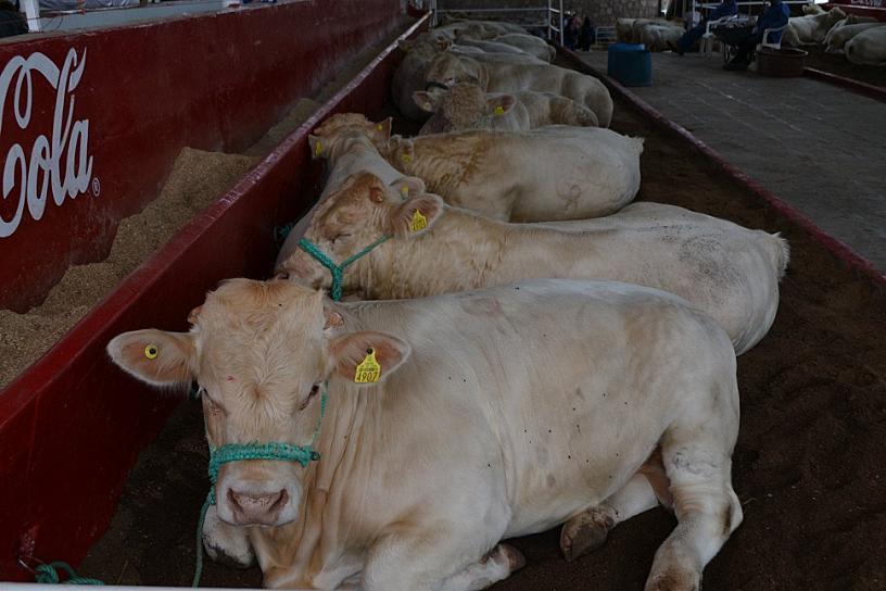 LLEGA PRIMERA EXPO FERIA AGRIOPECUARIA 2023