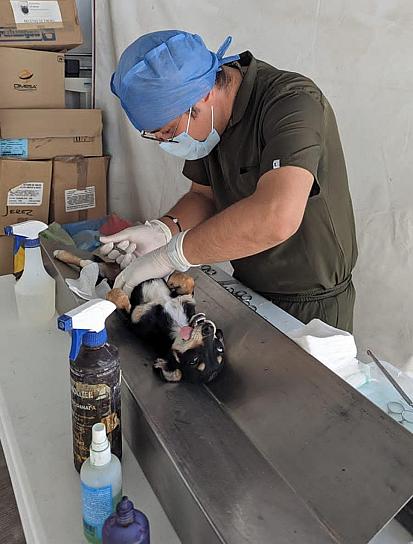 LLEGARÁ JORNADA PERMANENTE DE ESTERILIZACIÓN CANINA Y FELINA A MUNICIPIOS