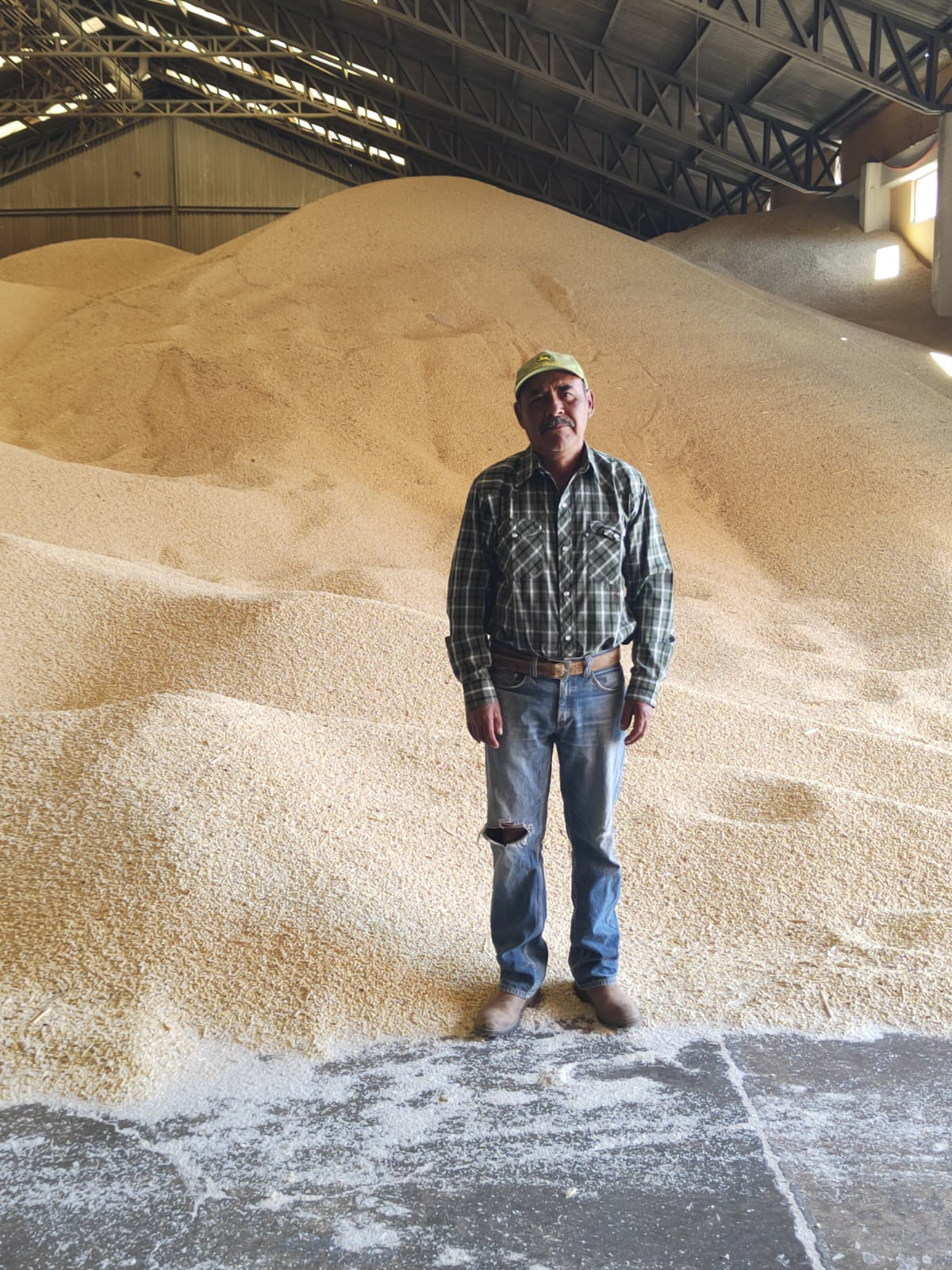 DISPERSA AGRICULTURA MÁS DE MIL 151 MDP DEL INCENTIVO AL MAÍZ BLANCO