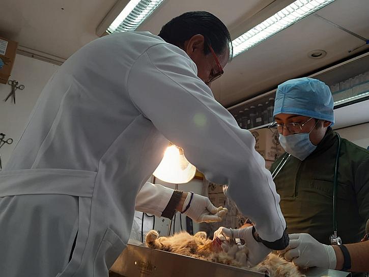 LLEVAN JORNADA DE ESTERILIZACIÓN A 5 MUNICIPIOS