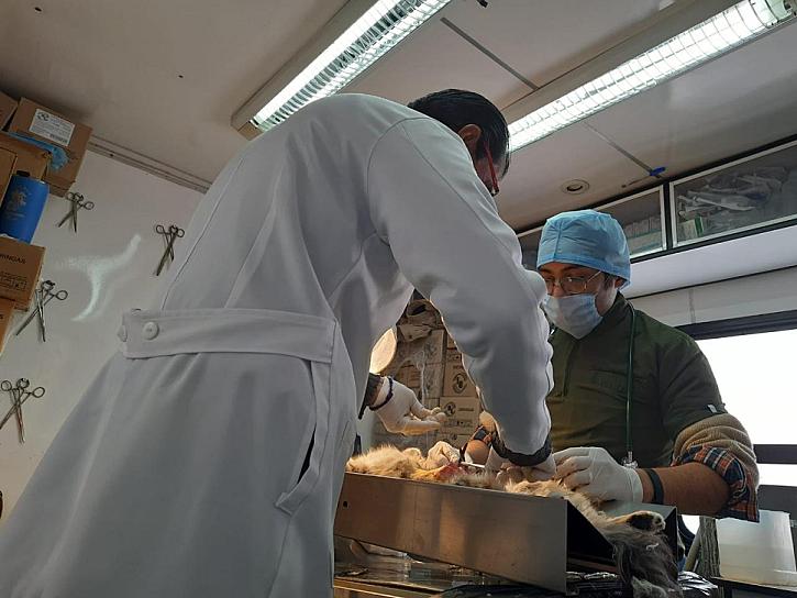 LLEVAN JORNADA PERMANENTE DE ESTERILIZACIÓN A CINCO MUNICIPIOS 