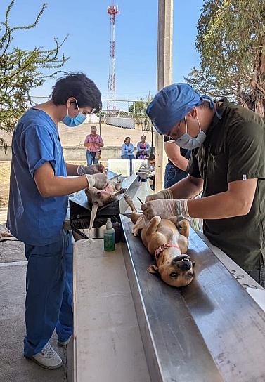 ESTERILIZAN A MASCOTAS DE CUATRO MUNICIPIOS
