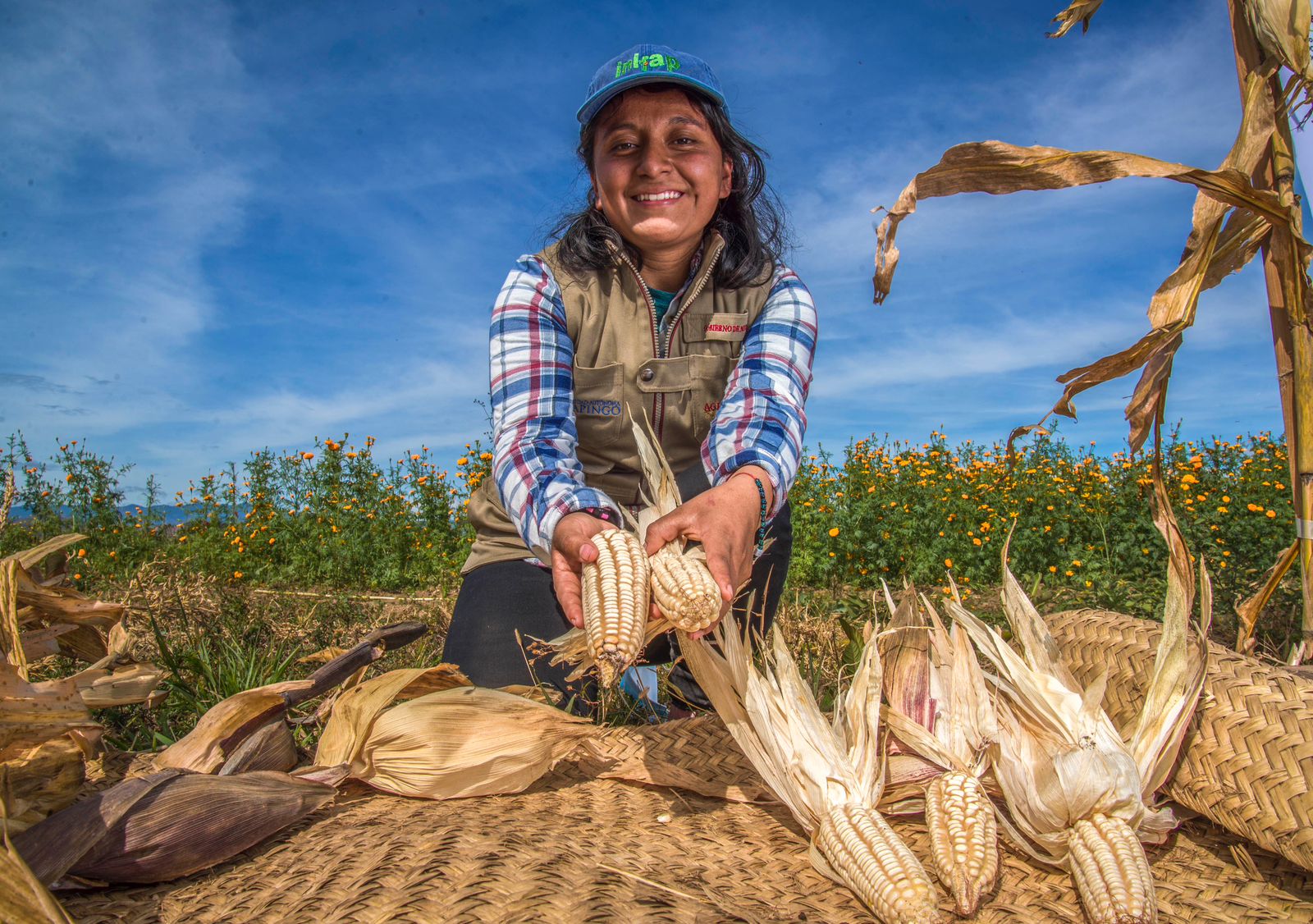 AUMENTAN 25% LOS RENDIMIENTOS DEL MAÍZ CON LAS ESCUELAS DE CAMPO