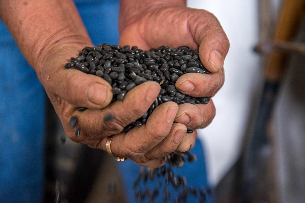 AMPLÍA AGRICULTURA REGISTRO DE PRODUCTORES DE FRIJOL EN PROGRAMA