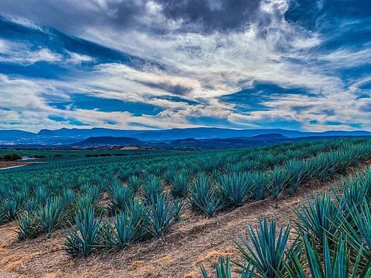 MEZCALERA REAL DE JALPA, UNA OPCIÓN PARA CONOCER LA TRADICIÓN MEZCALERA DE ZACATECAS