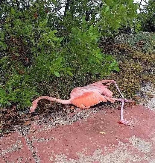 MUERE FLAMENCO ROSA ELECTROCUTADO