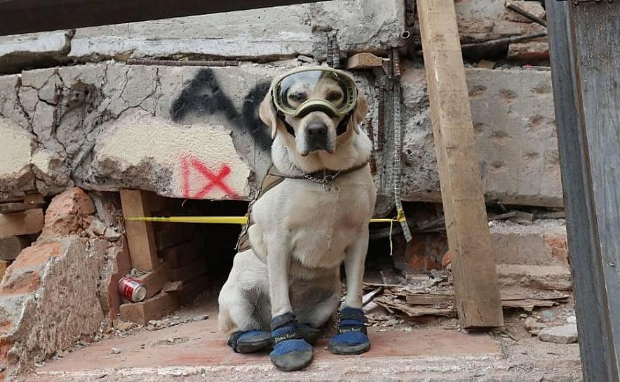 MUERE LA PERRITA FRIDA, RESCATISTA DE SISMOS