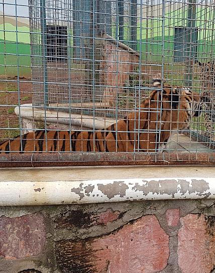 MUERE LA TIGRESA FRESNITA, EJEMPLAR DE LA UMA DE FRESNILLO PLC 