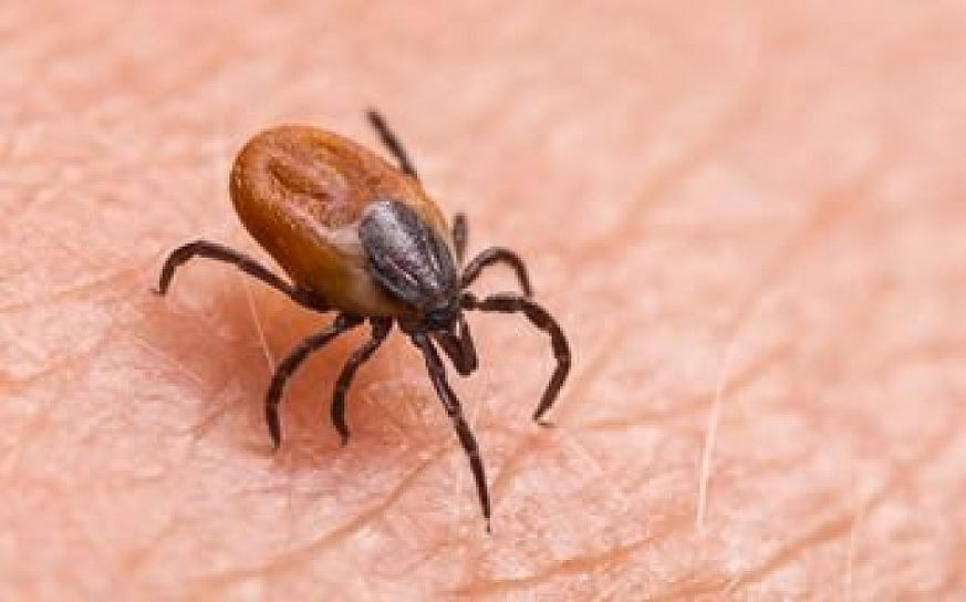 MUERE NIÑO DE 5 AÑOS POR PICADURA DE GARRAPATA EN SALTILLO