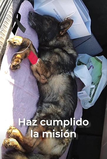 MUERE PROTEO PERRO RESCATISTA CUANDO REALIZABA SU LABOR 