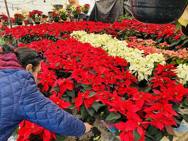 NOCHEBUENA: LA FLOR QUE MÉXICO LE REGALÓ A LA NAVIDAD