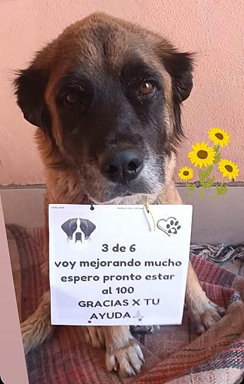 ORGANIZA HUELLITAS DE AMOR ACTIVIDADES PARA RECAUDAR RECURSOS Y APOYAR A PERRITOS EN CONDICIÓN DE CALLE 