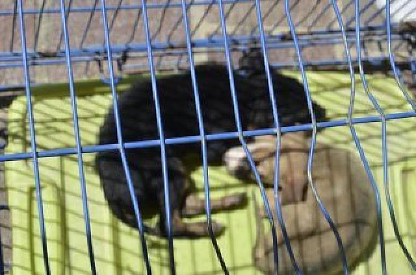 ORGANIZAN ADOPTAFEST DE MASCOTAS EN PLAZA BICENTENARIO