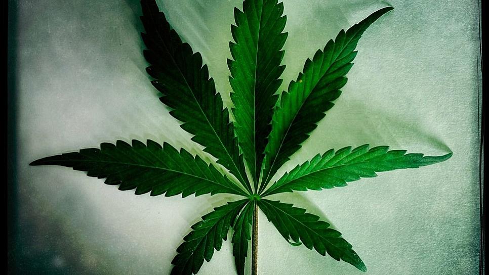 PEÑA NIETO OTORGÓ A FAMILIA DE FOX PERMISOS PARA COMERCIALIZAR PRODUCTOS DE CANNABIS