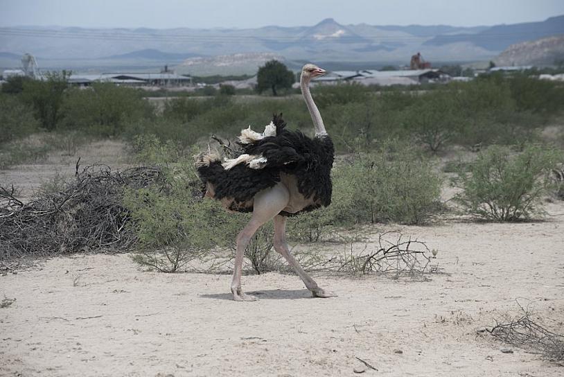 PEÑOLES Y FRESNILLO PLC, COMPROMETIDOS CON LA PROTECCIÓN DE LA BIODIVERSIDAD