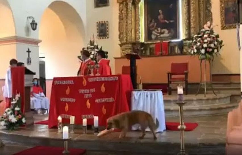 PERRO ENTRA A UNA IGLESIA Y ROBA EL PAN AL PADRE EN PLENA MISA