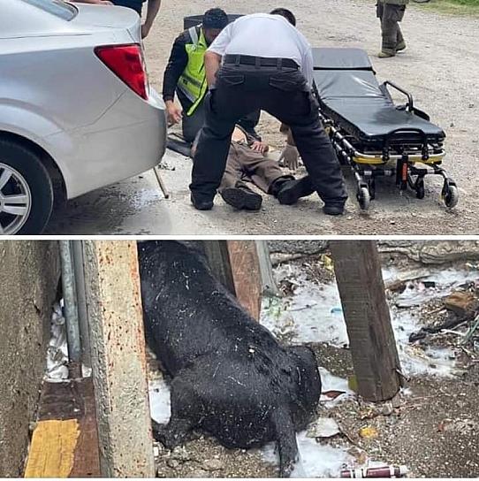  PERRO SACRIFICA SU VIDA PARA SALVAR A SU DUEÑO DE UN M0RTAL ATAQU3 DE ABEJAS 