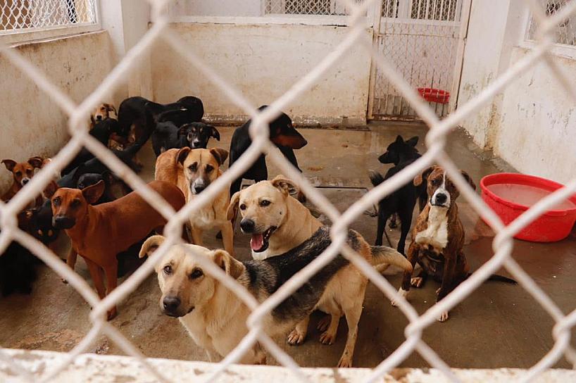 PIDEN ALIMENTO PARA PERROS Y GATOS DEL CACF