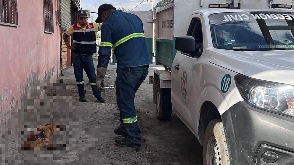 PIDEN AYUDA PARA PERRITA ATROPELLADA EN CONCEPCIÓN DEL ORO 