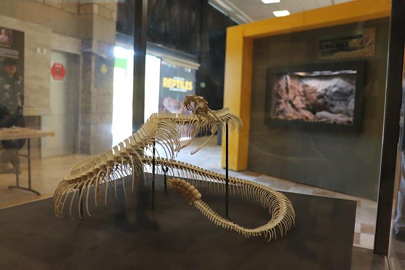 PIDEN A ZACATECANOS VISITAR LA EXHIBICIÓN REPTILES DEL PASADO Y PRESENTE, EN ZIGZAG