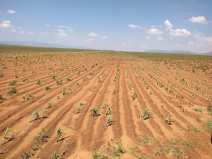 PIDEN CAMPESINOS DECLARATORIA URGENTE DE EMERGENCIA PARA EL AGRO ZACATECANO POR LA SEQUÍA EXTREMA