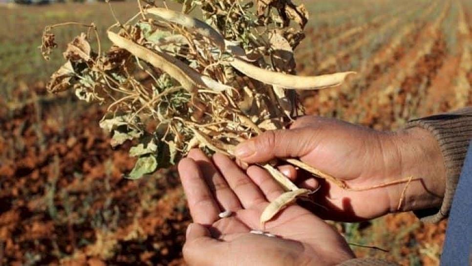 PIDEN PRODUCTORES A SADER MÁS SEMILLA DE FRIJOL