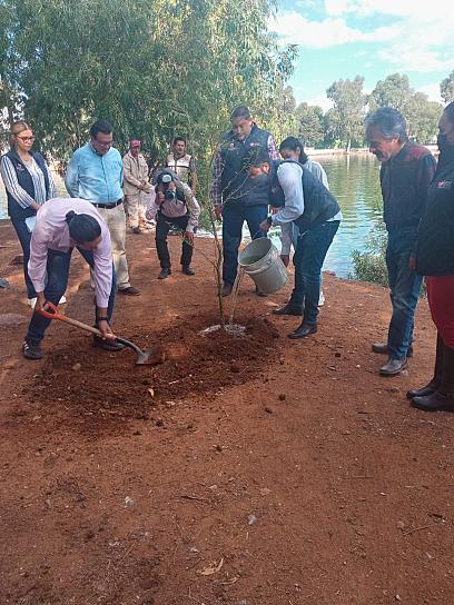 PLANTA LA SAMA UN AHUEHUETE EN EL PARQUE LA ENCANTADA