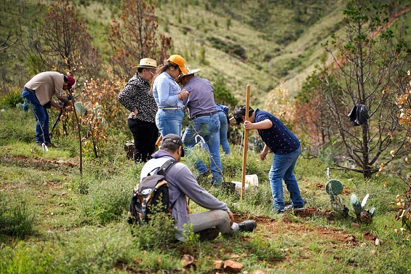 PLANTAN 800 ÁRBOLES EN PRIMERA REFORESTACIÓN DE LA BUFA 