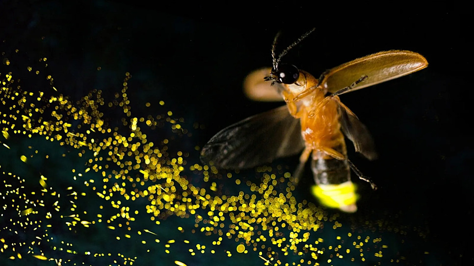 LA DESAPARICIÓN DE LAS LUCIÉRNAGAS: UNA AMENAZA SILENCIOSA A LA BIODIVERSIDAD