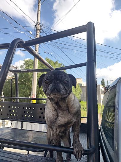 POLICÍAS RESTATAN A THOR, UN PUG REPORTADO COMO ROBADO 