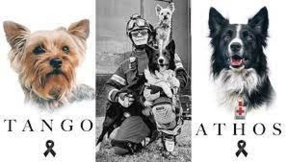 POSPONEN SENTENCIA EN JUICIO HISTÓRICO POR MALTRATO ANIMAL 