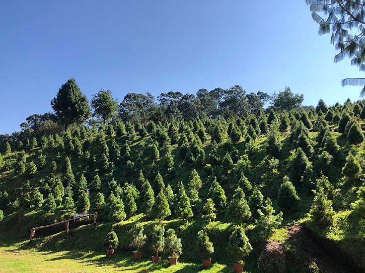 PRODUCTORES ZACATECANOS IMPULSAN CULTIVO DE ÁRBOLES DE NAVIDAD