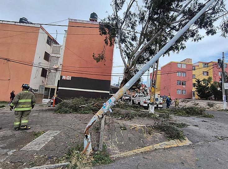Árbol caído dejó sin luz a vecinos de Gavilanes 