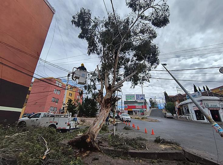 Árbol y poste de alumbrado público son derribados por el viento en Guadalupe 
