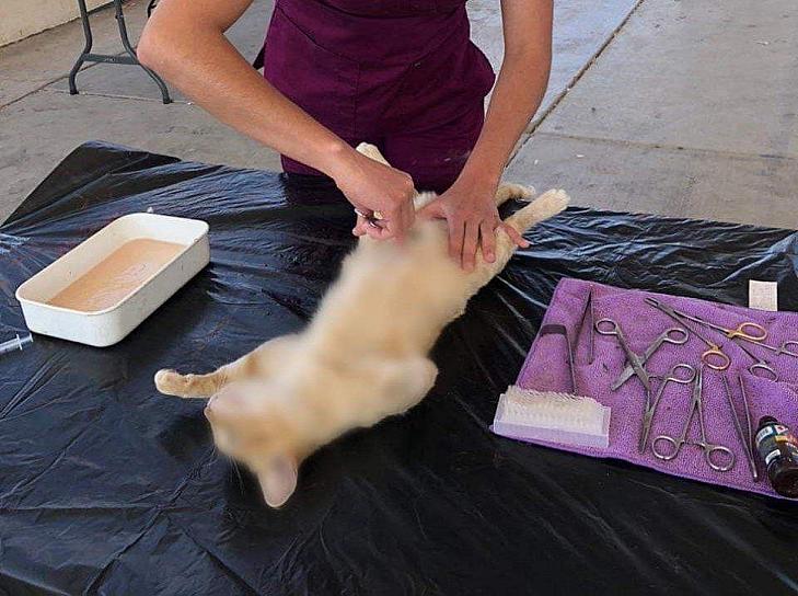 REALIZAN CAMPAÑA DE ESTERILIZACIÓN DE MASCOTAS EN MIGUEL AUZA 