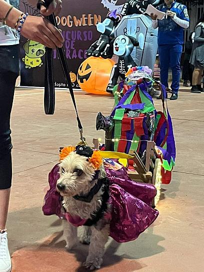 REALIZAN CONCURSO DE DISFRACES DE PERRITOS POR HALLOWEEN