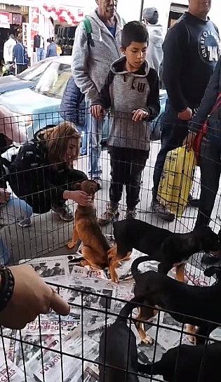 REALIZAN CROQUETÓN PARA ALIMENTAR A 165 MASCOTAS