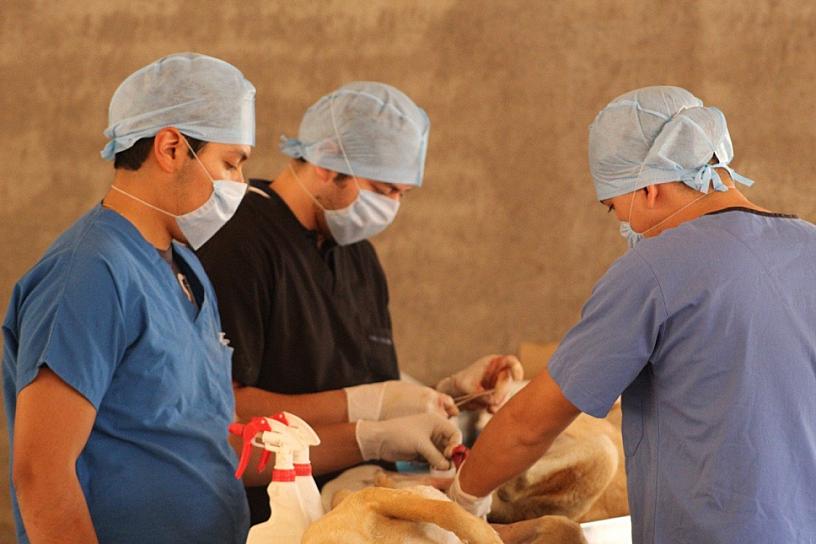 REALIZAN JORNADA DE ESTERILIZACIÓN CANINA Y FELINA EN TABASCO