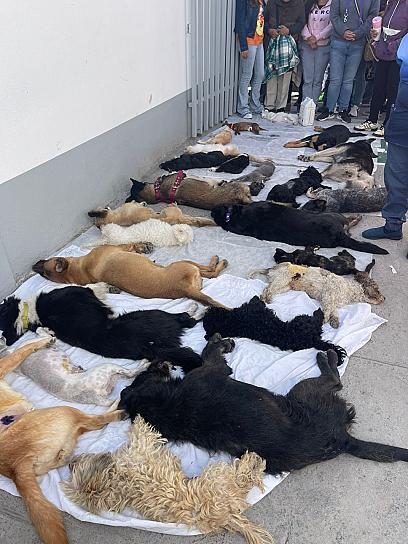 REALIZAN JORNADA MASIVA DE ESTERILIZACIÓN CANINA Y FELINA