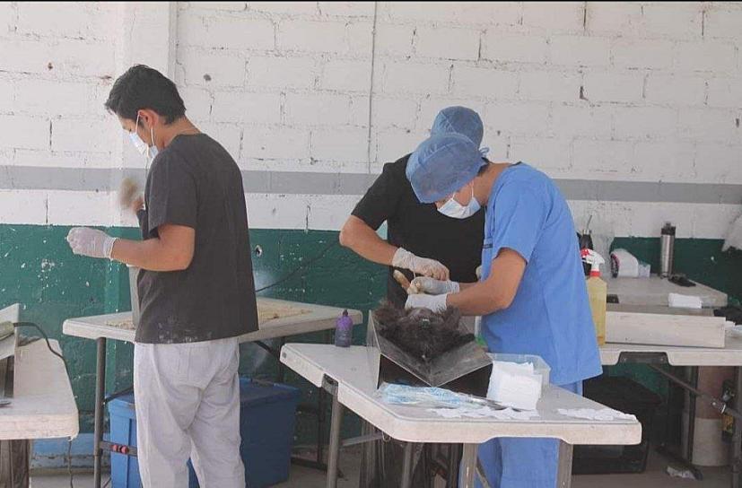 REALIZAN JORNADAS DE ESTERILIZACIÓN EN FRESNILLO